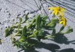 : - Senecio spathulatus
