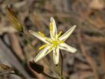 : - Thelionema caespitosum