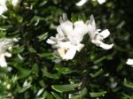 : - Westringia rigida