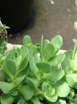 : - Crassula pubescens subsp. radicans