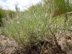 : - Artemisia tripartita