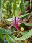 : - Clermontia micrantha