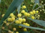 Mimose der vier Jahreszeiten - Acacia retinodes