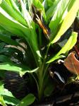 : - Curcuma australasica