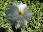 : - Dahlia hortensis