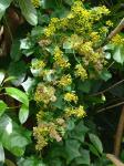 Salonefeu - Delairea odorata