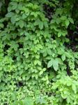 : - Dioscorea pentaphylla