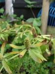 Langer Koriander - Eryngium foetidum
