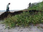 : - Cenchrus tribuloides