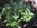 : - Clermontia arborescens