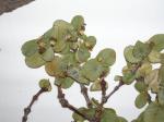 : - Euphorbia kuwaleana