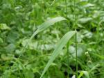 : - Cinna latifolia