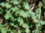 : - Geranium homeanum