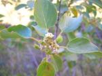 : - Gouania hillebrandii