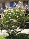 : - Hibiscus arnottianus