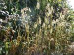 Grannen-Kammgras - Cynosurus echinatus