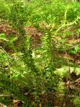 : - Huperzia phyllantha