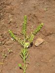 : - Lepidium africanum