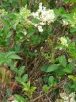 Ovalblättriger Liguster - Ligustrum ovalifolium