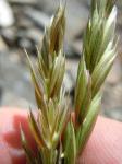 : - Elymus trachycaulus