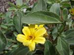 : - Melanthera lavarum