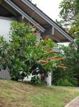 : - Norantea guianensis subsp. guianensis