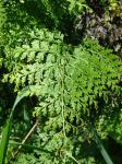 : - Odontosoria chinensis