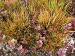 : - Oreobolus furcatus