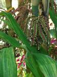 : - Pinanga coronata
