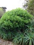 Kap-Klebsame - Pittosporum viridiflorum