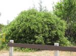 : - Pluchea fosbergii