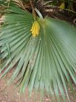 : - Pritchardia arecina