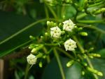 : - Rauvolfia sandwicensis
