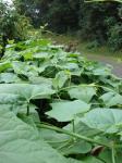 Chayote-Sechium edule