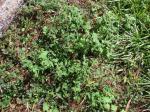 Orientalische Sigesbeckie - Sigesbeckia orientalis