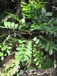: - Simarouba glauca