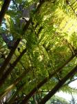 : - Sphaeropteris cooperi