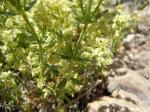 : - Galium multiflorum