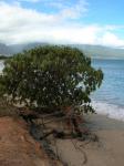 : - Tournefortia argentea