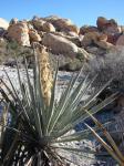 Blaue Palmlilie-Yucca baccata