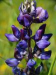 :-Lupinus succulentus