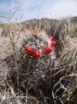 : - Mammillaria tetrancistra