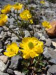 : - Ranunculus eschscholtzii var. oxynotus