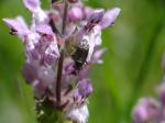 : - Stachys rigida subsp. quercetorum