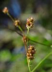 : - Luzula subsessilis
