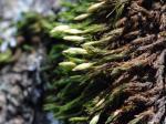 Lyells Goldhaarmoos - Orthotrichum lyellii