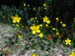 : - Ranunculus occidentalis var. occidentalis