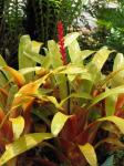 : - Aechmea victoriana