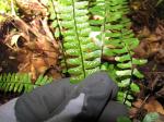 : - Asplenium macraei