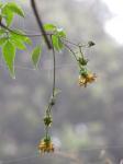 : - Bidens campylotheca subsp. pentamera